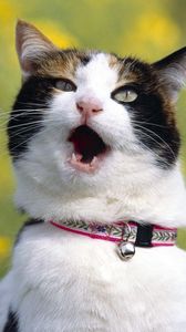 Preview wallpaper cat, dog collar, screaming, blur