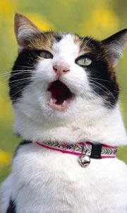 Preview wallpaper cat, dog collar, screaming, blur