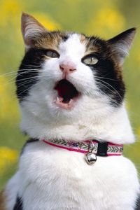 Preview wallpaper cat, dog collar, screaming, blur