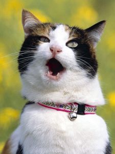 Preview wallpaper cat, dog collar, screaming, blur