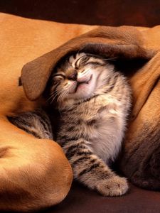 Preview wallpaper cat, dog, ear, care