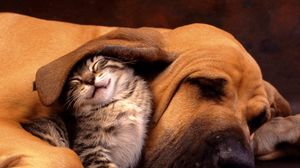 Preview wallpaper cat, dog, ear, care