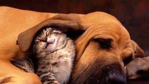 Preview wallpaper cat, dog, ear, care