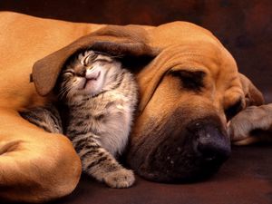 Preview wallpaper cat, dog, ear, care