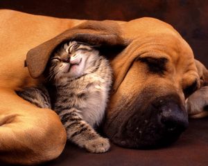 Preview wallpaper cat, dog, ear, care