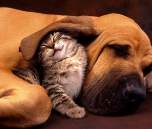 Preview wallpaper cat, dog, ear, care