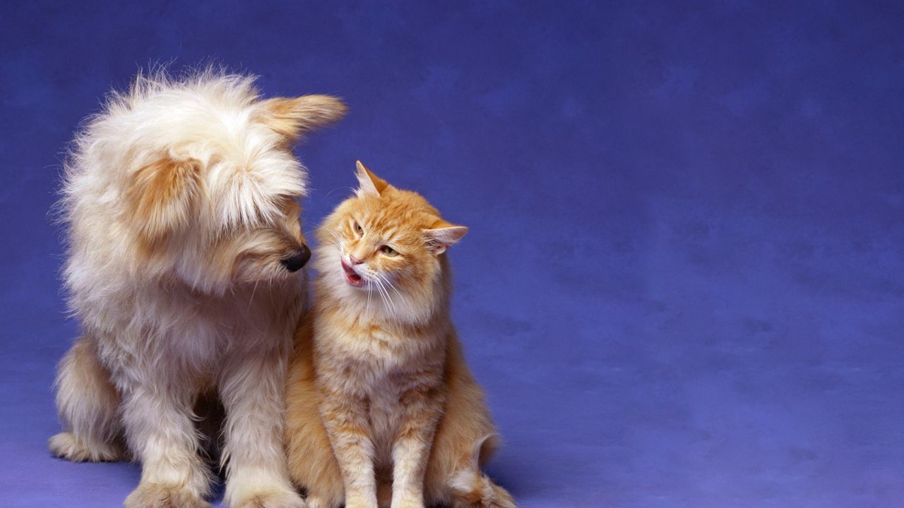Wallpaper cat, dog, fluffy, friendship