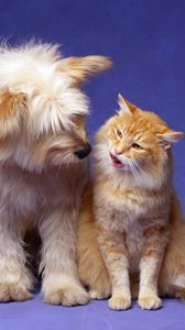 Preview wallpaper cat, dog, fluffy, friendship