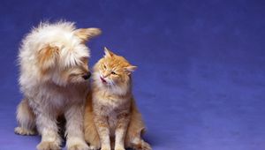 Preview wallpaper cat, dog, fluffy, friendship