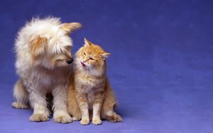 Preview wallpaper cat, dog, fluffy, friendship