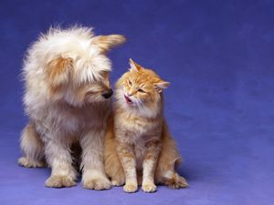 Preview wallpaper cat, dog, fluffy, friendship