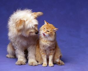 Preview wallpaper cat, dog, fluffy, friendship