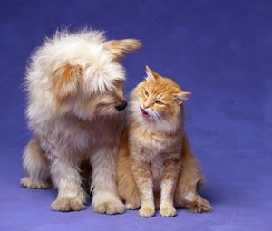 Preview wallpaper cat, dog, fluffy, friendship