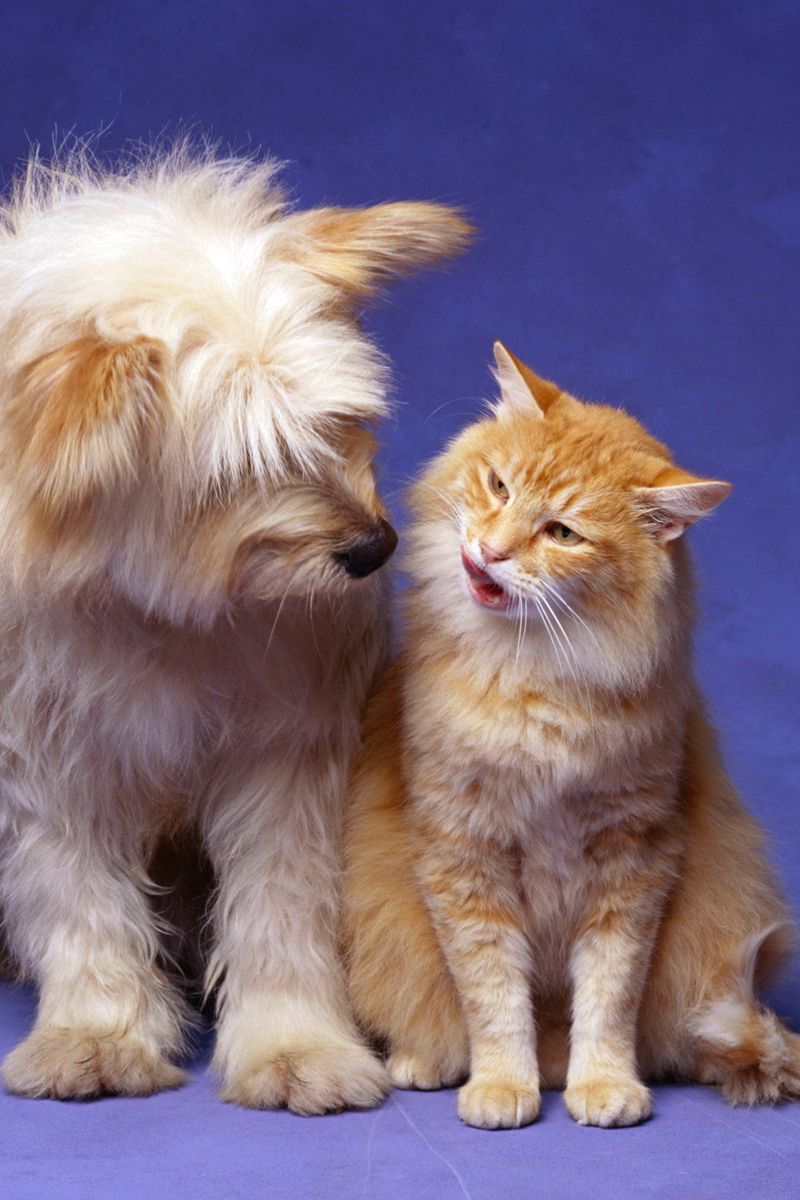 Download wallpaper 800x1200 cat, dog, fluffy, friendship iphone 4s/4 for  parallax hd background