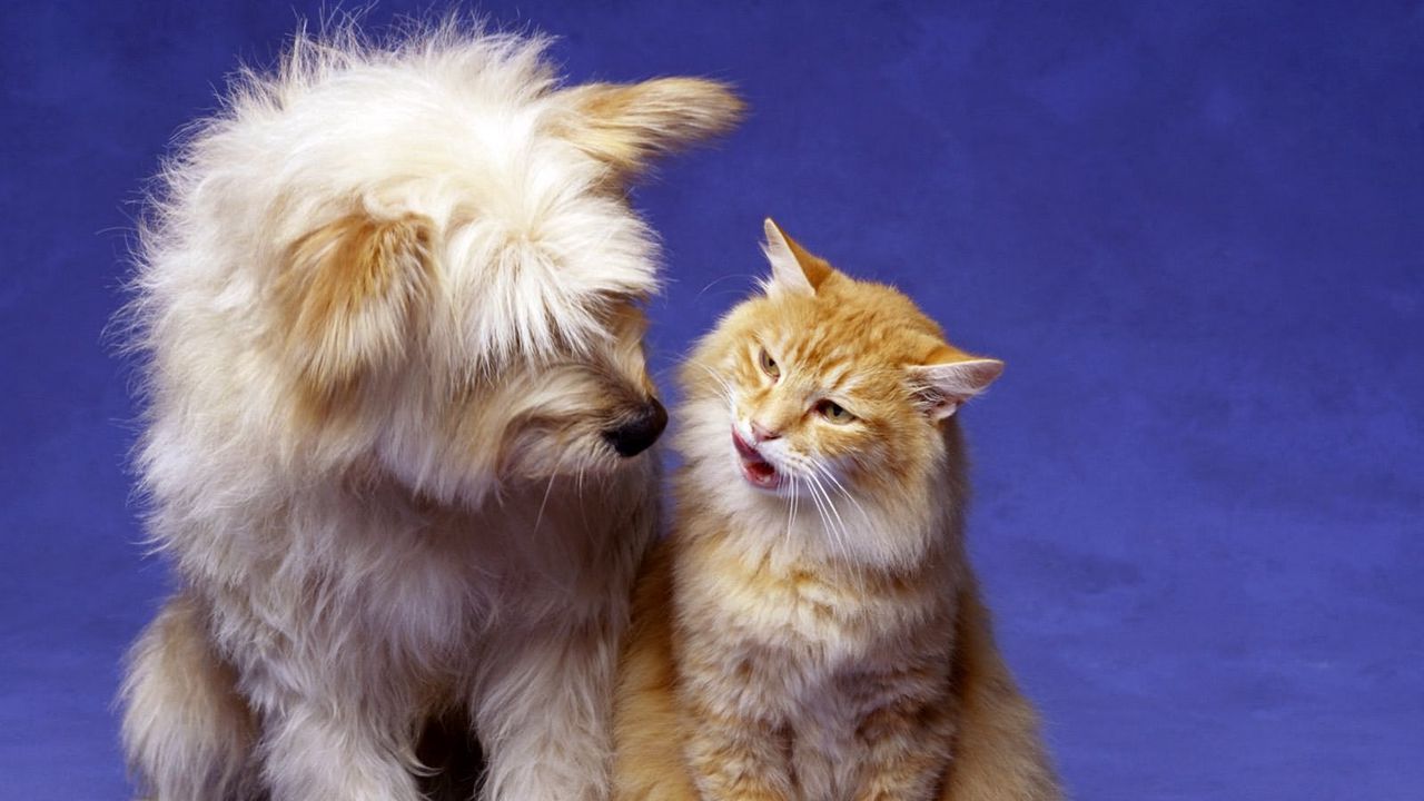 Wallpaper cat, dog, fluffy, playful, friends