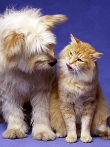 Preview wallpaper cat, dog, fluffy, playful, friends