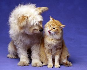 Preview wallpaper cat, dog, fluffy, playful, friends