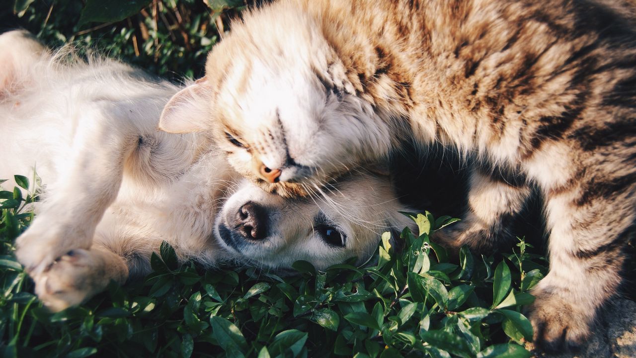 Wallpaper cat, dog, friendship, tenderness