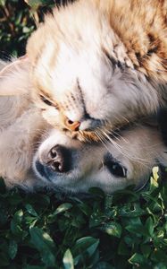 Preview wallpaper cat, dog, friendship, tenderness