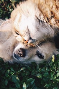 Preview wallpaper cat, dog, friendship, tenderness