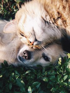 Preview wallpaper cat, dog, friendship, tenderness