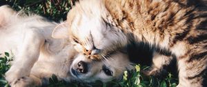 Preview wallpaper cat, dog, friendship, tenderness