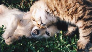 Preview wallpaper cat, dog, friendship, tenderness