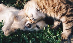 Preview wallpaper cat, dog, friendship, tenderness