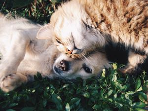 Preview wallpaper cat, dog, friendship, tenderness