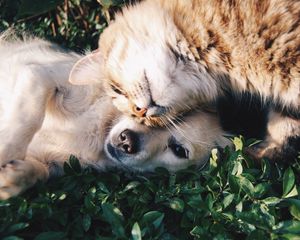 Preview wallpaper cat, dog, friendship, tenderness