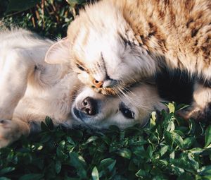 Preview wallpaper cat, dog, friendship, tenderness
