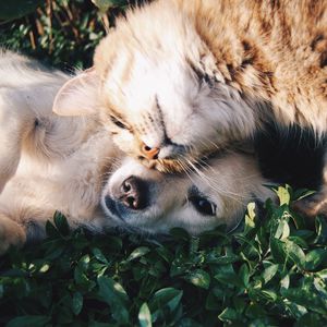 Preview wallpaper cat, dog, friendship, tenderness