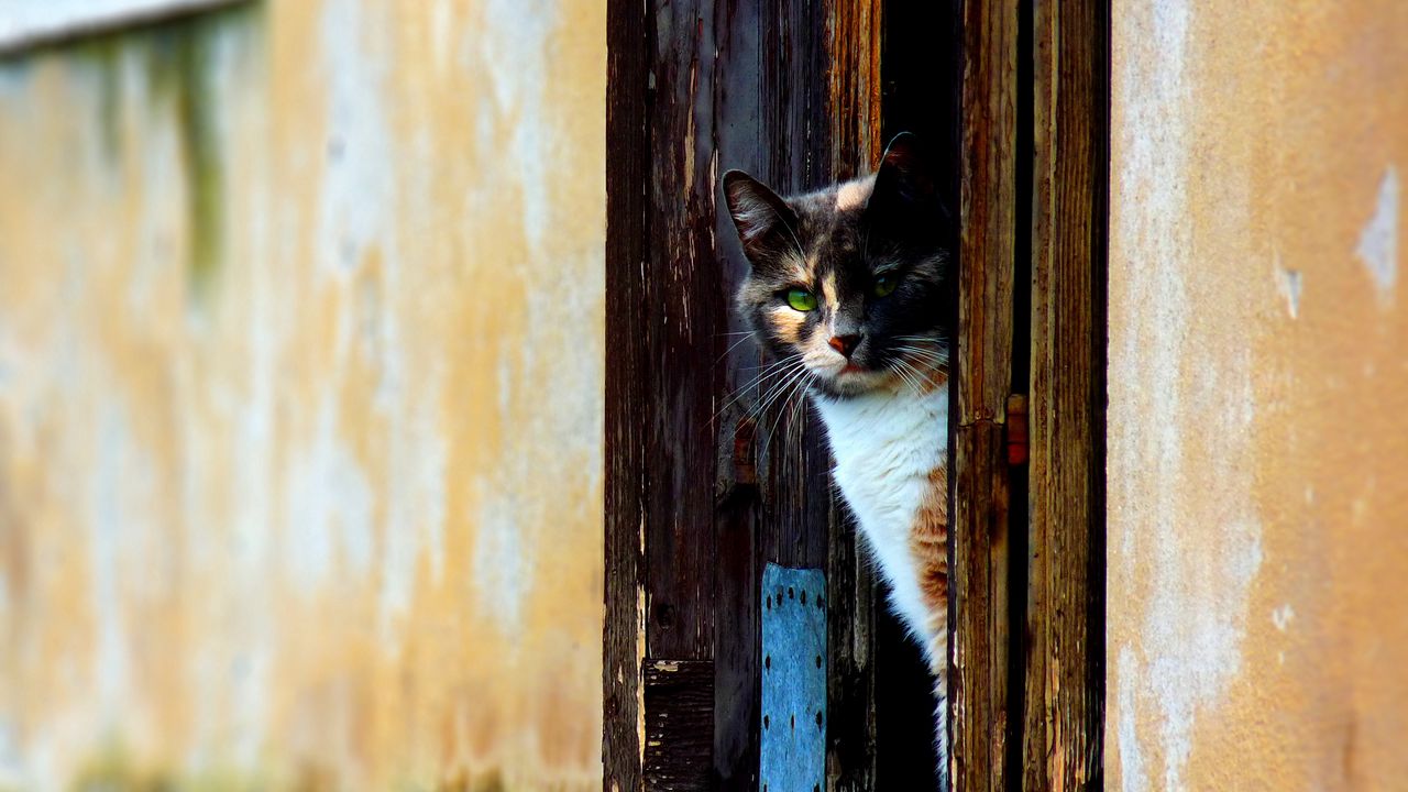 Wallpaper cat, door, looking out, spotted