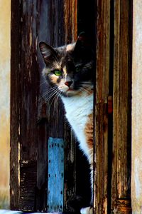 Preview wallpaper cat, door, looking out, spotted