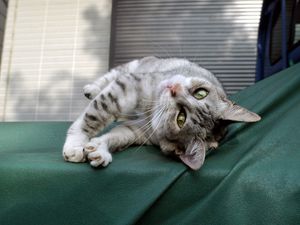 Preview wallpaper cat, down, cute, playful
