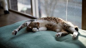 Preview wallpaper cat, down, dream, rug, window