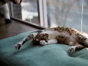 Preview wallpaper cat, down, dream, rug, window