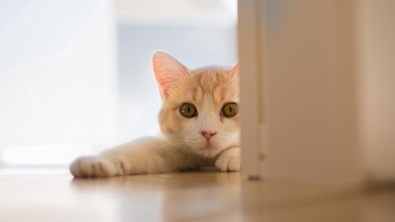 Wallpaper cat, down, paw, floors