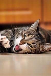 Preview wallpaper cat, down, stretch, floor, open mouth