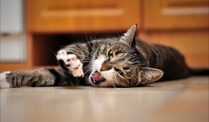 Preview wallpaper cat, down, stretch, floor, open mouth