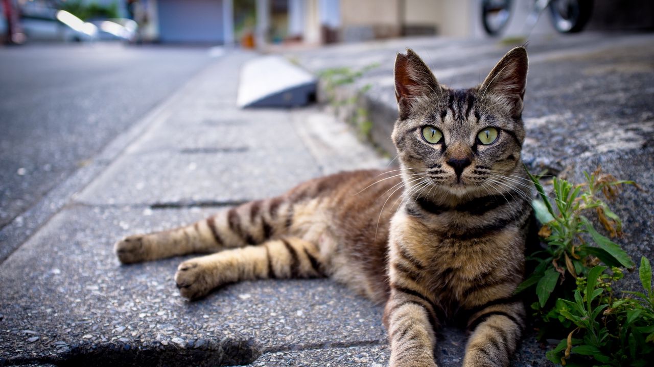 Wallpaper cat, down, striped, asphalt, grass