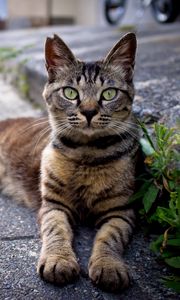 Preview wallpaper cat, down, striped, asphalt, grass