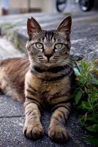 Preview wallpaper cat, down, striped, asphalt, grass