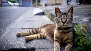 Preview wallpaper cat, down, striped, asphalt, grass