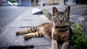 Preview wallpaper cat, down, striped, asphalt, grass