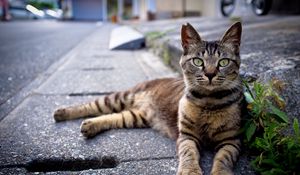 Preview wallpaper cat, down, striped, asphalt, grass