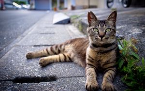 Preview wallpaper cat, down, striped, asphalt, grass