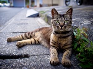 Preview wallpaper cat, down, striped, asphalt, grass