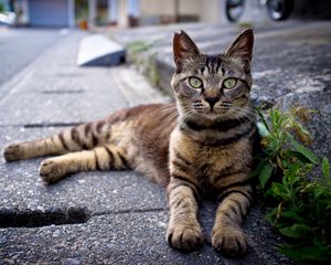 Preview wallpaper cat, down, striped, asphalt, grass