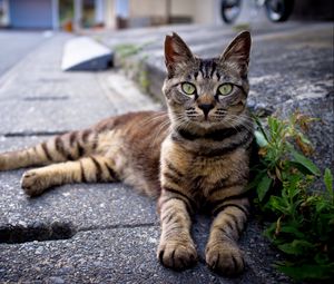 Preview wallpaper cat, down, striped, asphalt, grass